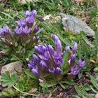 Gentiana ramosa - Ästiger Enzian im Wallis...