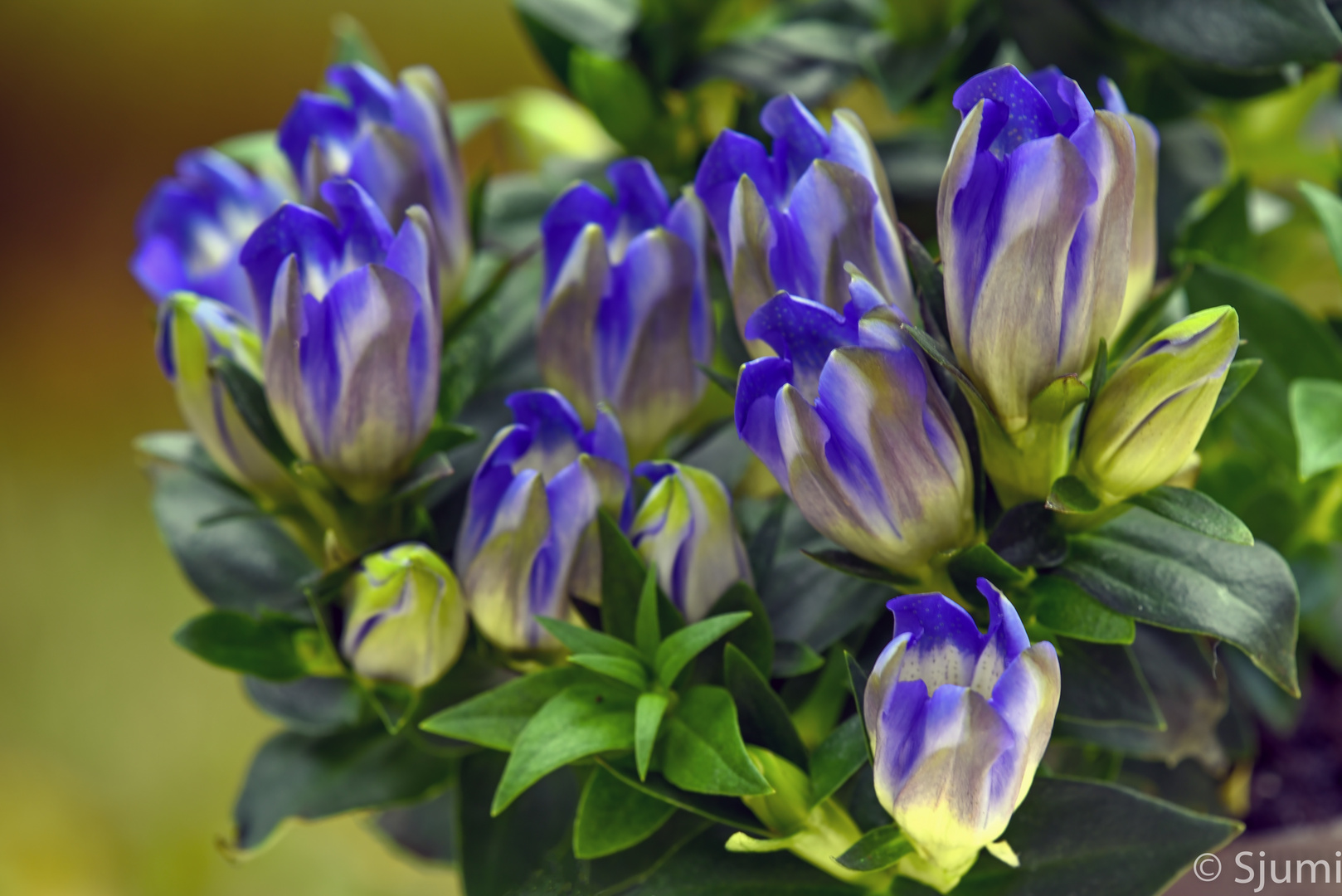 Gentiana scabra