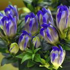 Gentiana scabra