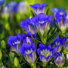 Gentiana scabra