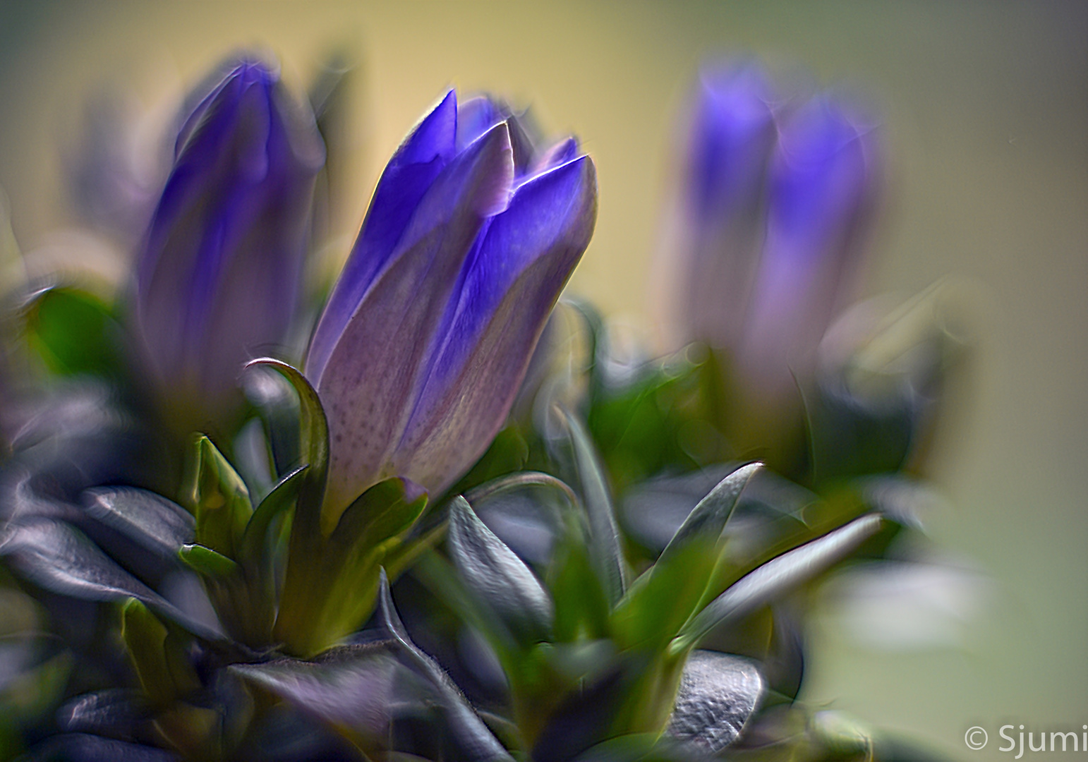 Gentiana scabra