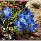 Gentiana sino-ornata