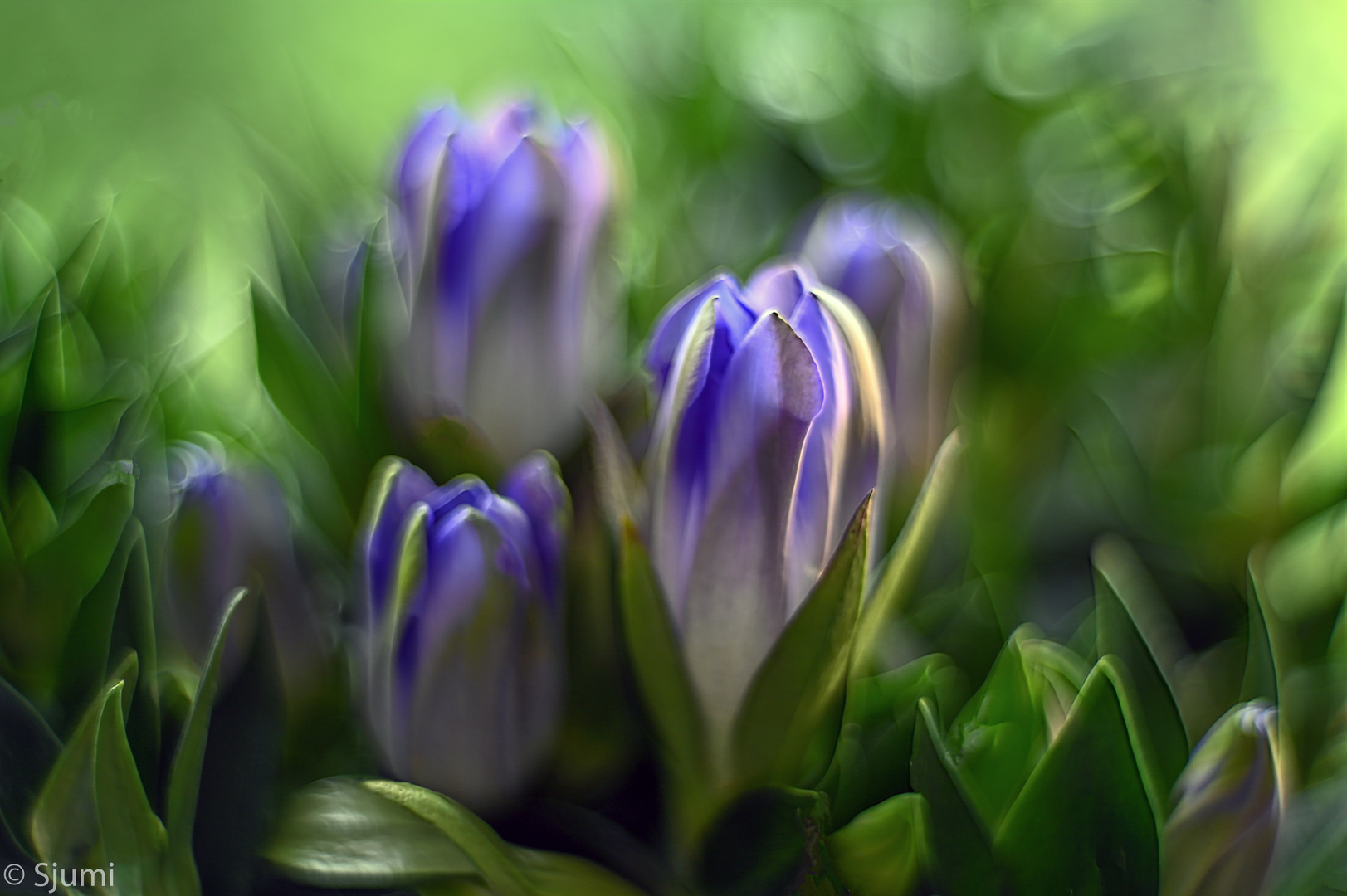 Gentiana Traum