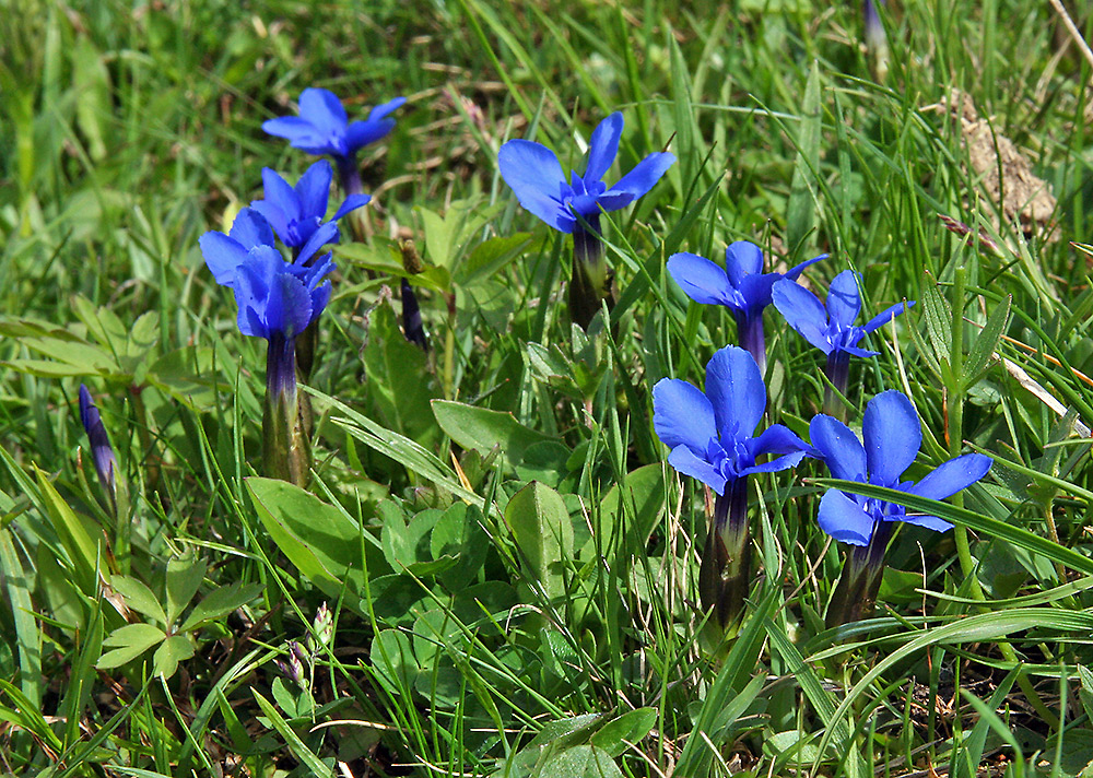 Gentiana verna