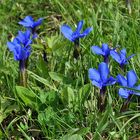 Gentiana verna