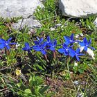 Gentiana verna