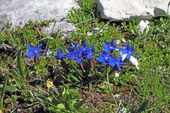 Gentiana verna