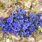 Gentiana verna angulosa bei mir im Alpinum