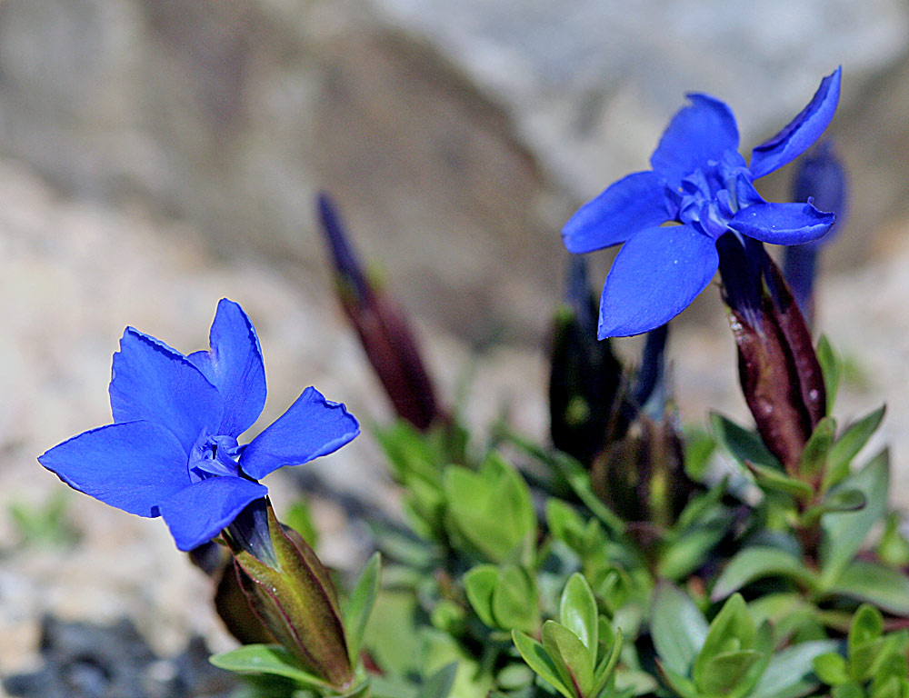 Gentiana verna angulosa - Frühlingsenzian am 01.04. 2007 im Alpinum