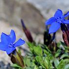 Gentiana verna angulosa - Frühlingsenzian am 01.04. 2007 im Alpinum