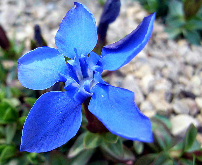 Gentiana verna angulosa - Frühlingsenzian am 31.03.07