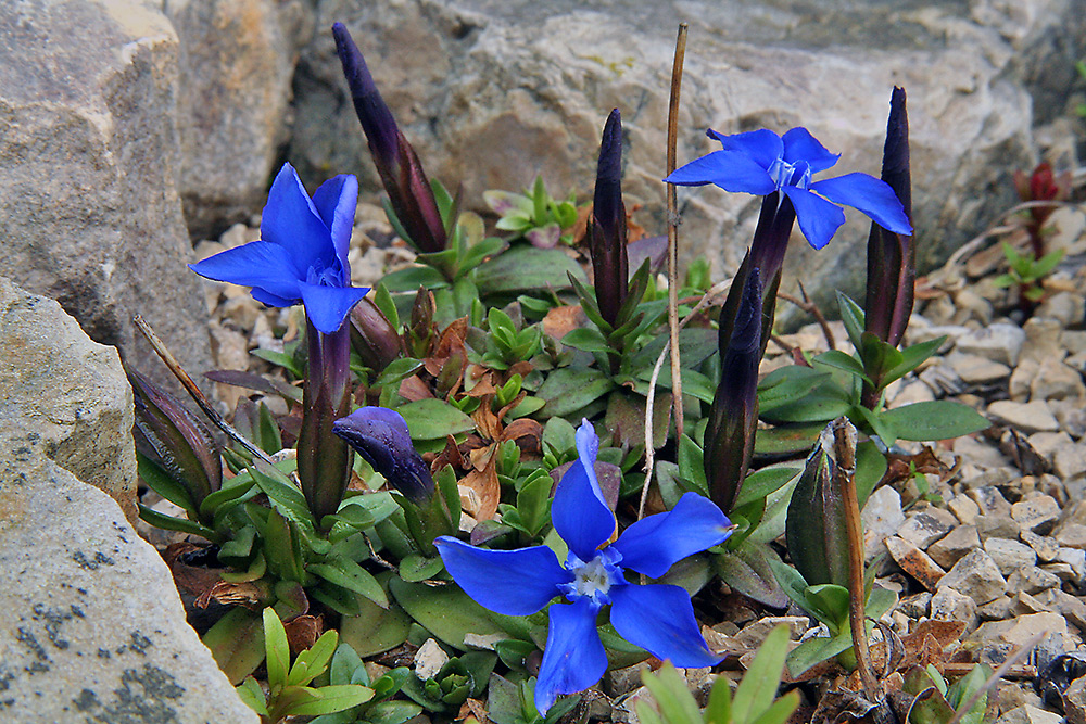 Gentiana verna angulosa - Frühlingsenzian