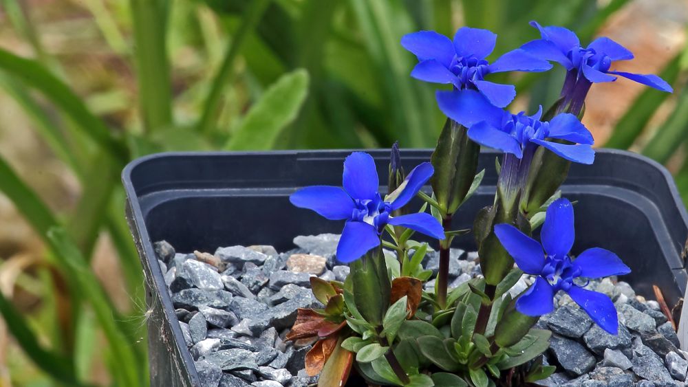 Gentiana verna angulosa  im Topf aus der Kiste oben rechts  4 Tage später am Karfreitag...