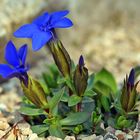 Gentiana verna angulosa in meinem Alpinum 2007 (Frühlingsenzian)