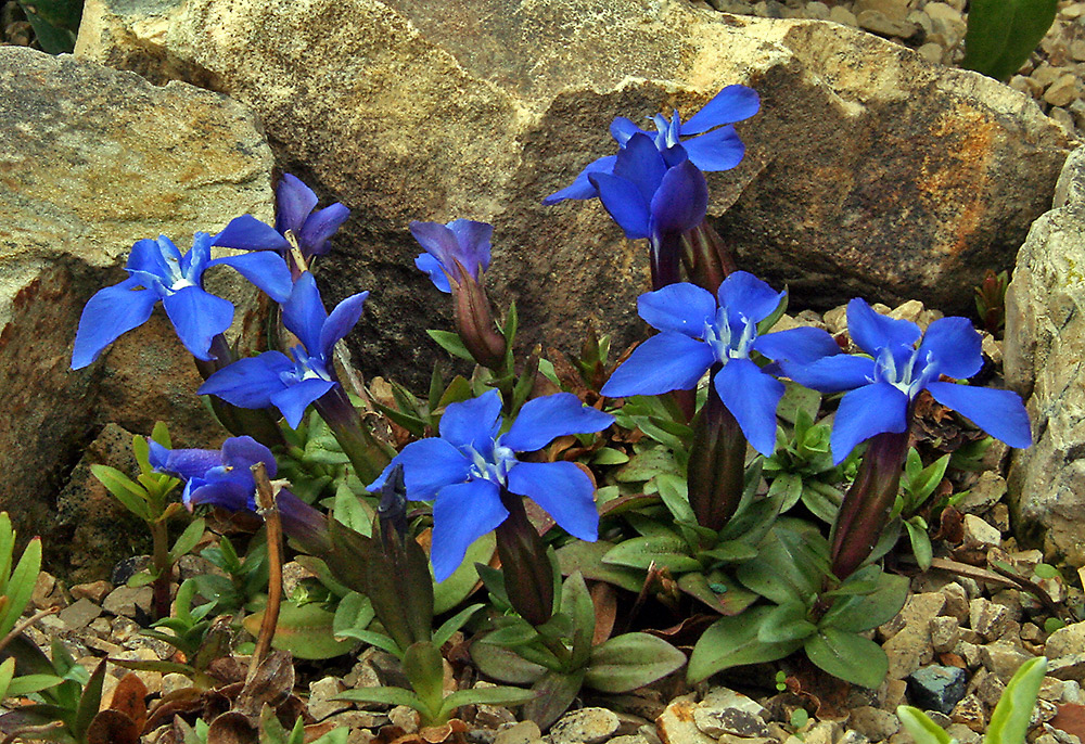 Gentiana verna angulosa nun fast vollständig in Blüte