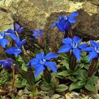 Gentiana verna angulosa nun fast vollständig in Blüte