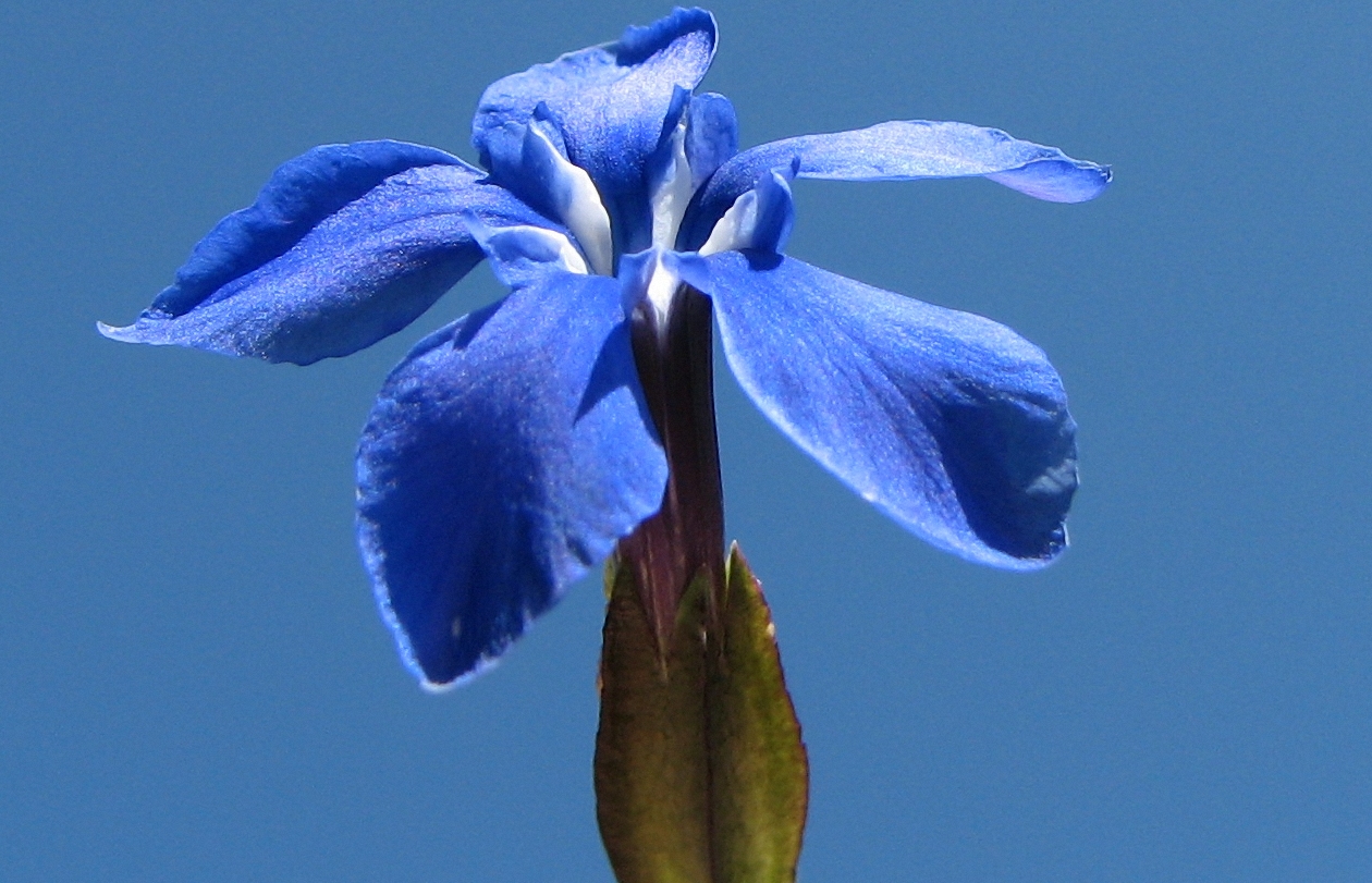 Gentiana verna (Azul con fondo azul)