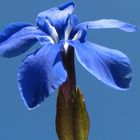 Gentiana verna (Azul con fondo azul)