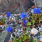 Gentiana verna blüht am neuen Standort auch wieder...