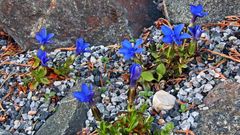 Gentiana verna blüht am neuen Standort auch wieder...