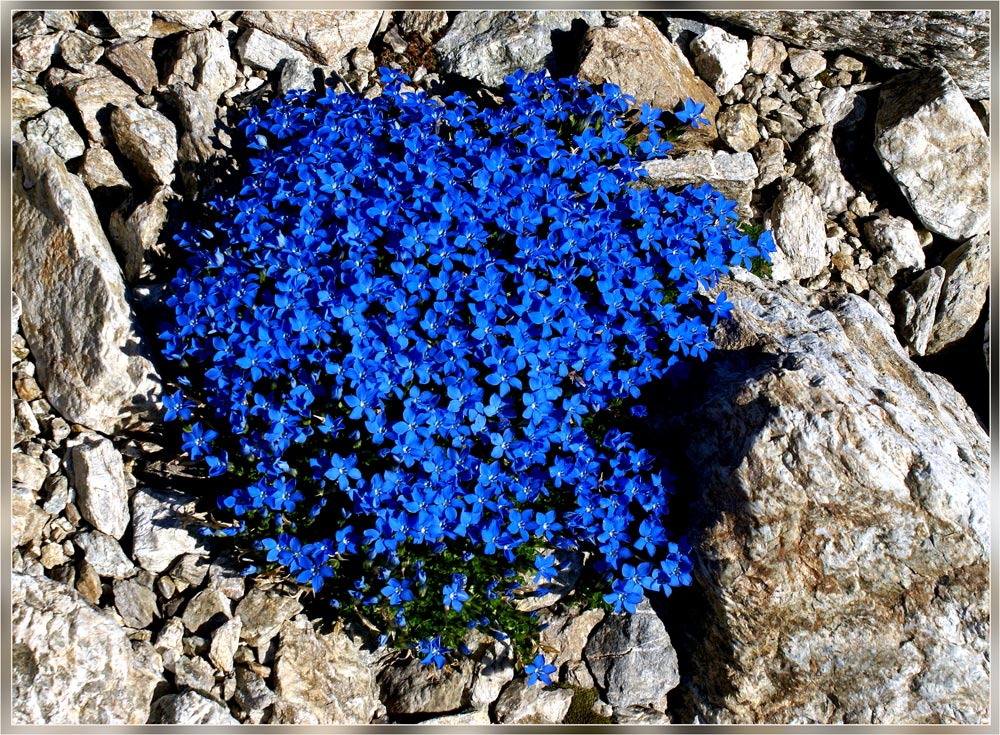 Gentiana verna