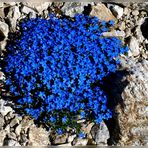 Gentiana verna