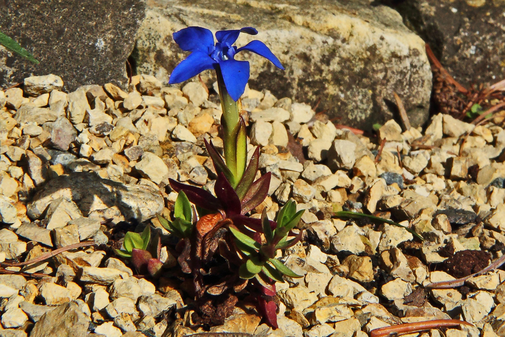 Gentiana verna