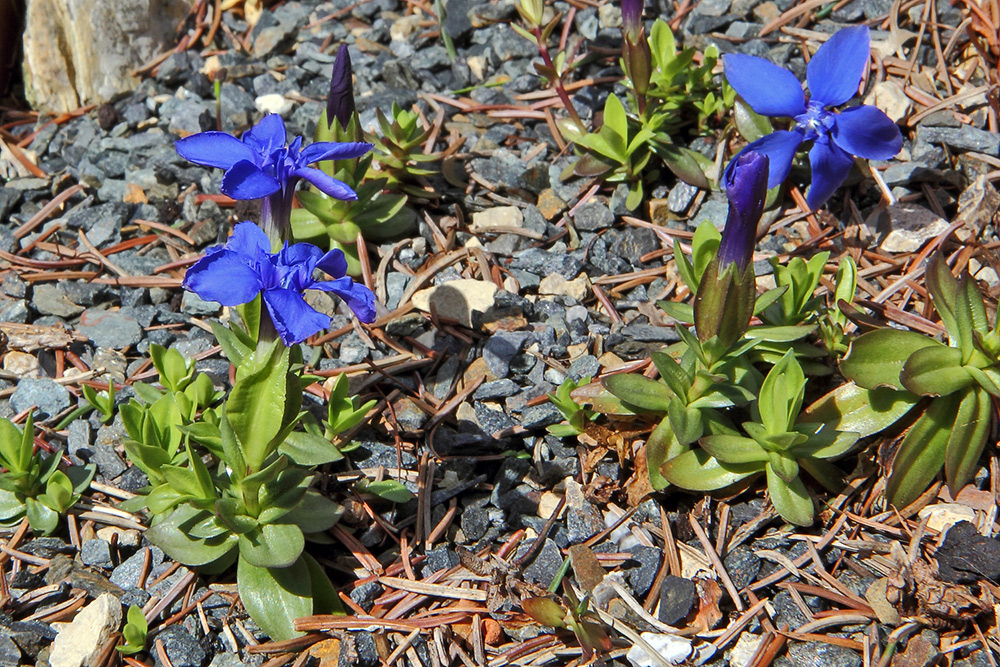 Gentiana verna- der im Flachland besonders kostbare Frühlingsenzian...