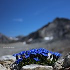 Gentiana verna