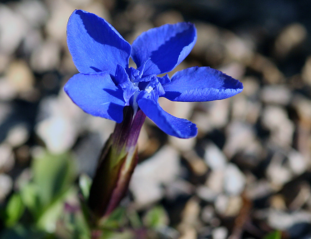 Gentiana verna - Frühlingsenzian