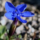 Gentiana verna - Frühlingsenzian