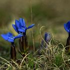 Gentiana verna - Frühlingsenzian