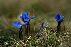 Gentiana verna - Frühlingsenzian