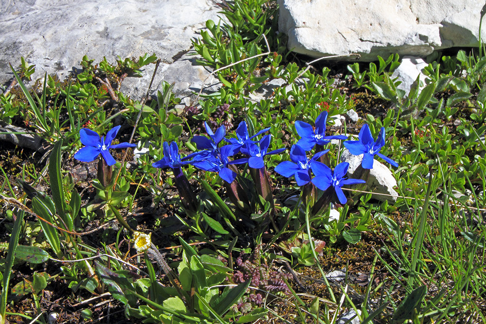 Gentiana verna-Frühlingsenzian aus dem Bereich der 3 Zinnen in Südtirol