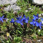 Gentiana verna -Frühlingsenzian