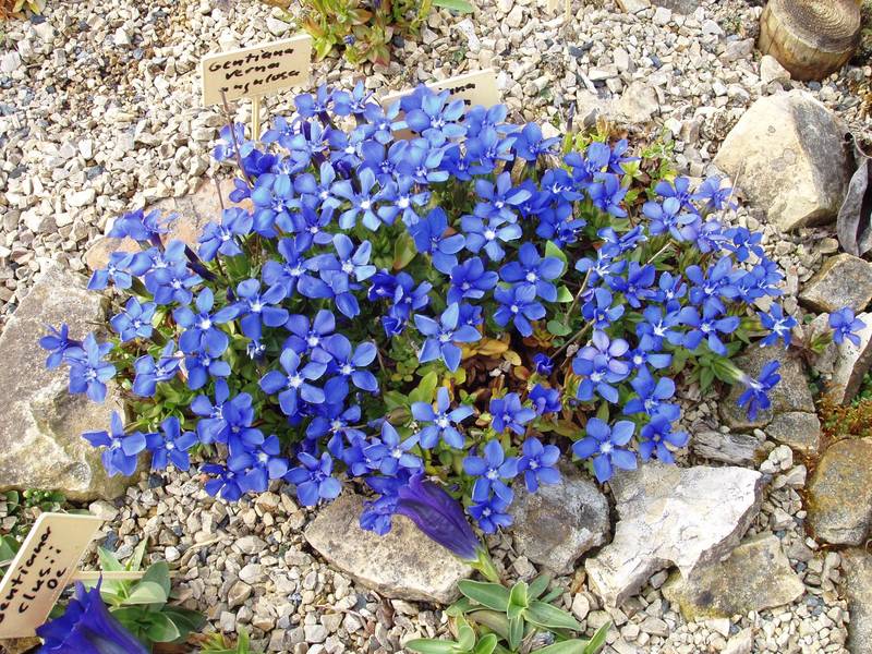 Gentiana verna (Frühlingsenzian) eine besondere Rarität im Garten