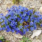 Gentiana verna (Frühlingsenzian) eine besondere Rarität im Garten