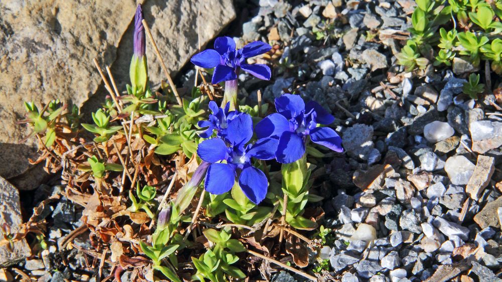 Gentiana verna - Frühlingsenzian mit einer weiteren Pflanze....