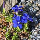 Gentiana verna - Frühlingsenzian mit einer weiteren Pflanze....