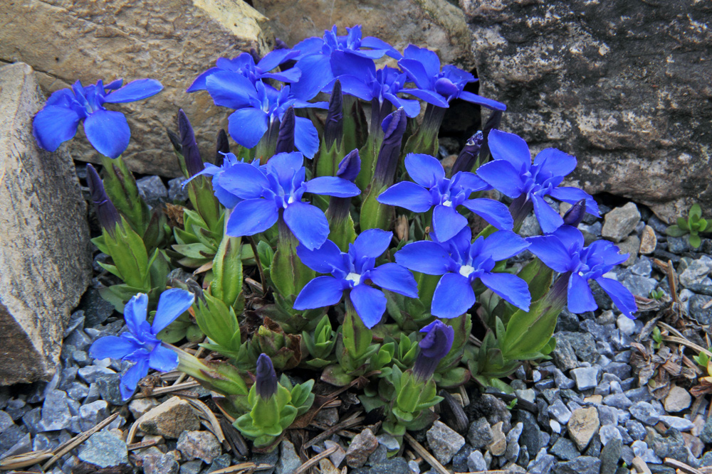 Gentiana verna - Frühlingsenzian mit noch mehr offenen Blüten noch schöner geworden...