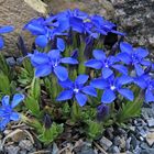 Gentiana verna - Frühlingsenzian mit noch mehr offenen Blüten noch schöner geworden...