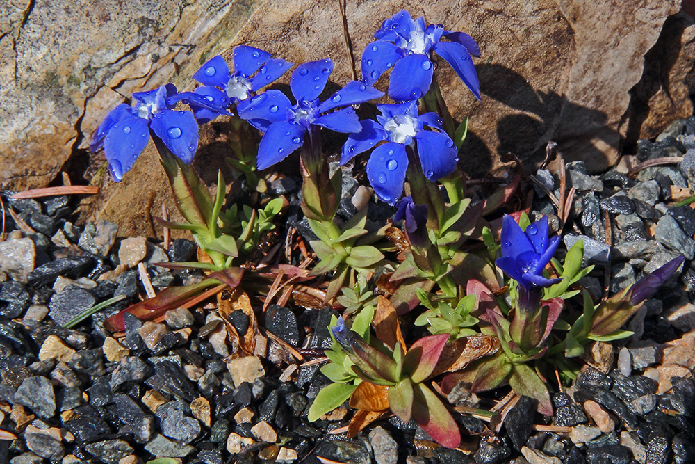 Gentiana verna - Frühlingsenzian nach dem gießen