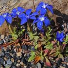 Gentiana verna - Frühlingsenzian nach dem gießen