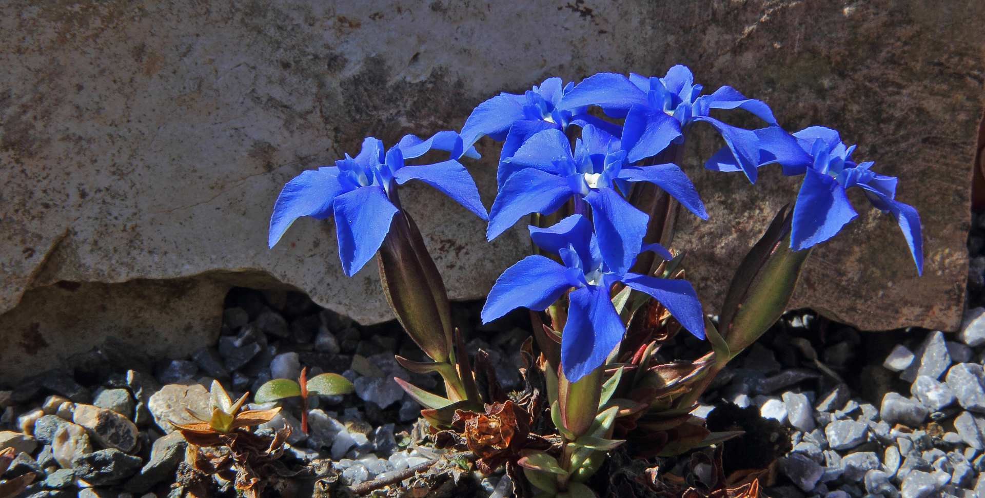 Gentiana verna-Frühlingsenzian nun auch noch mal mit den neuen Möglichkeiten