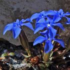 Gentiana verna-Frühlingsenzian nun auch noch mal mit den neuen Möglichkeiten