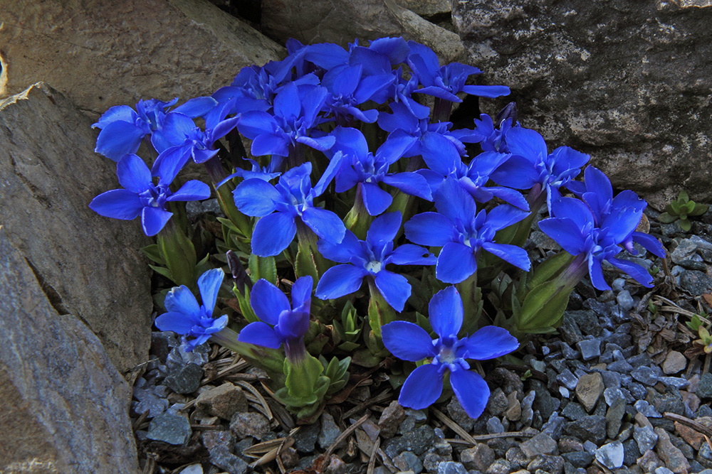 Gentiana verna-Frühlingsenzian nun fast voll in Blüte und nun ist es vollbracht...