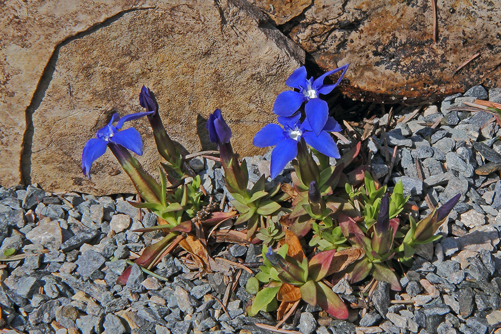 Gentiana verna - Frühlingsenzian und jeder kann sich glücklich schätzen...