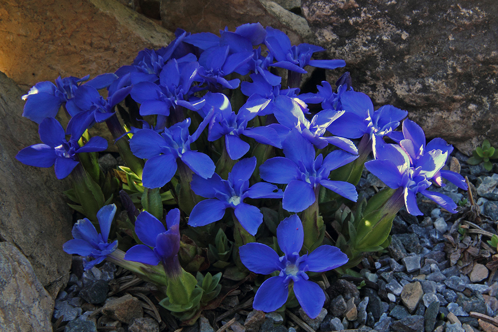 Gentiana verna - Frühlingsenzian vom 22.04. 2016 aus meinem Garten