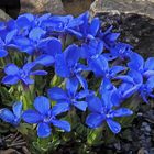 Gentiana verna ,hier voll erblüht und für einen späteren besonderen Tag aufgehoben...