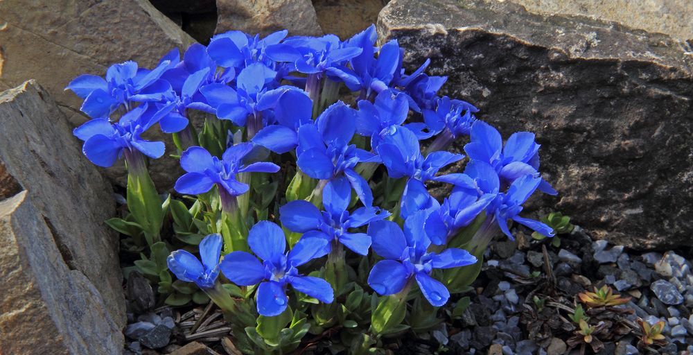 Gentiana verna ,hier voll erblüht und für einen späteren besonderen Tag aufgehoben...